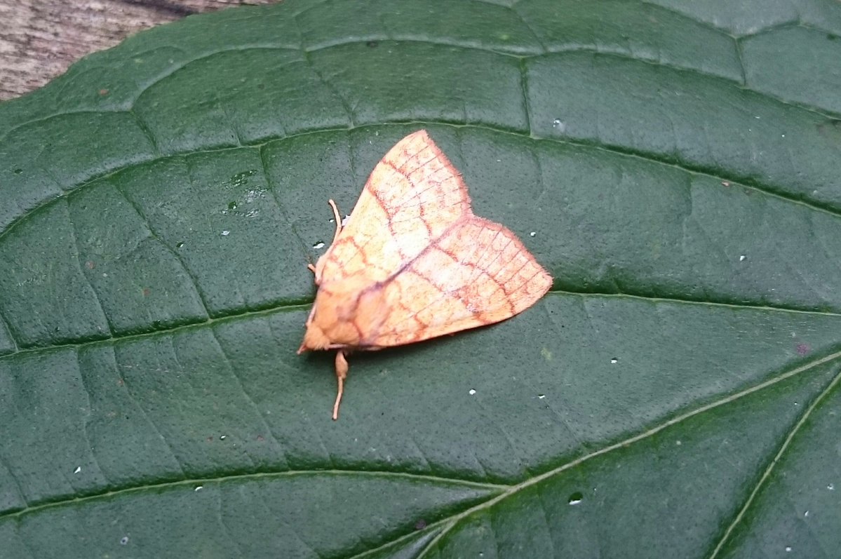 Orange Sallow - Tiliacea citrago (Damian Young)