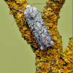 Portland Moth on Lichen (Phil Smith)