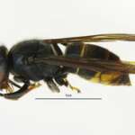 Asian Hornet
