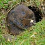By Peter G Trimming (Panpipes of Vole Island auf flickr) [CC BY 2.0 (http://creativecommons.org/licenses/by/2.0)], via Wikimedia Commons