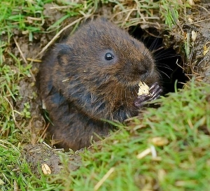 Read more about the article National Water Vole Database & Mapping Project