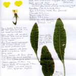 Notes on Oenothera hybrid (Phil Smith)