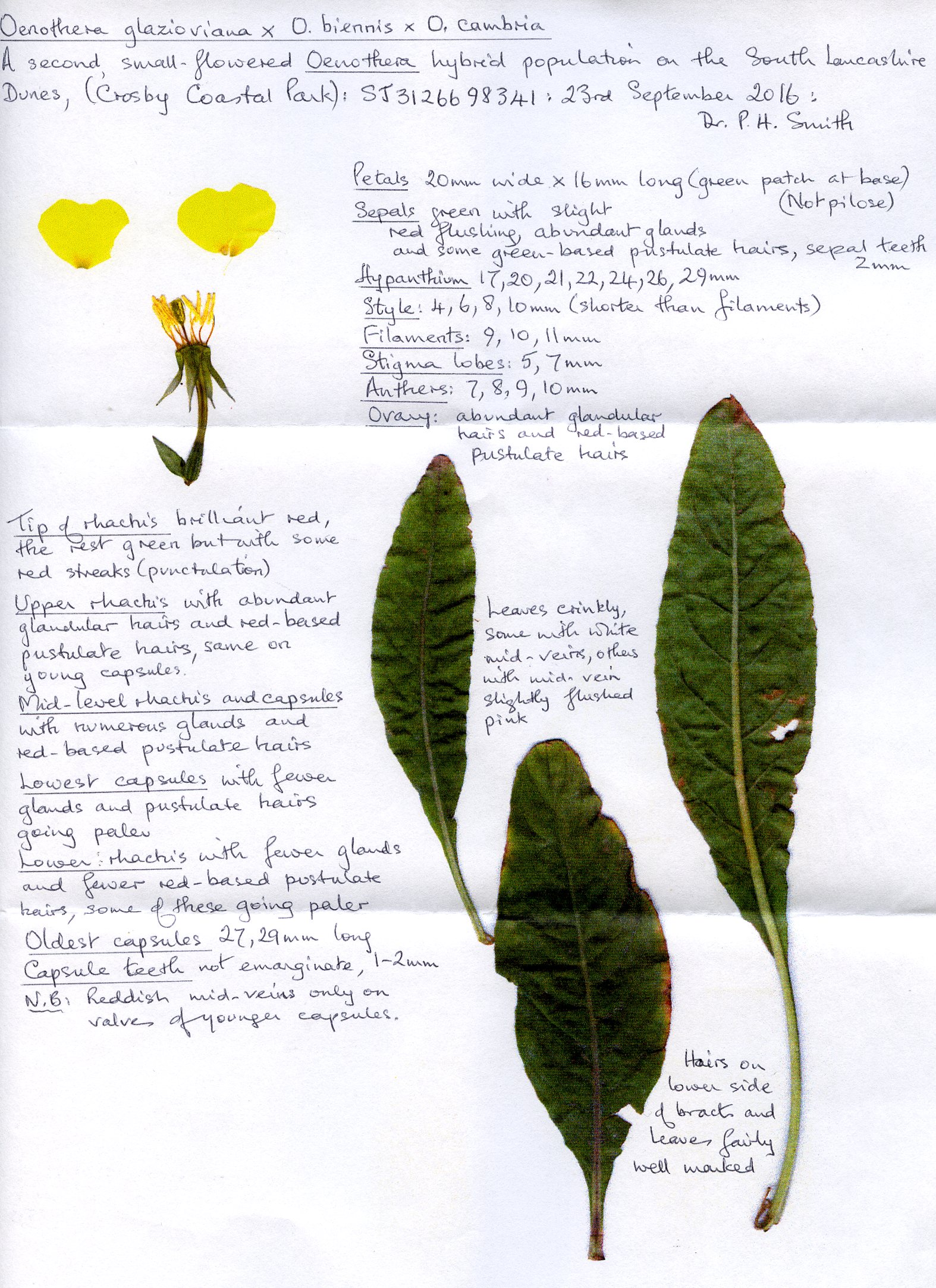 Notes on Oenothera hybrid (Phil Smith)
