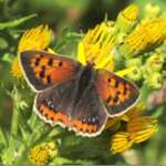 Small Copper (Dr Phil Smith)