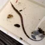 Greater Pipefish, full - Syngnathus acus (Sally Tapp)