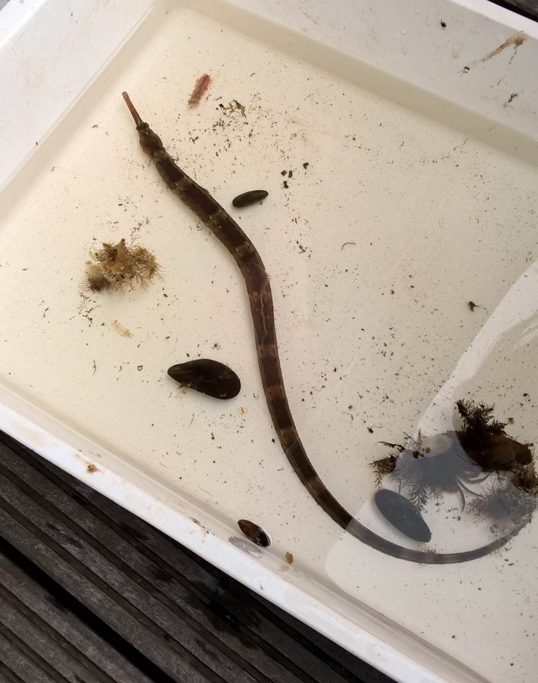 Greater Pipefish, full - Syngnathus acus (Sally Tapp)