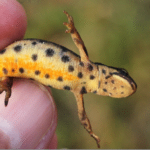 Smooth Newt (Dr Phil Smith)
