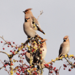 Waxwings at Range Lane (Phil Smith)