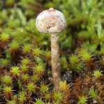 Tulostoma brumale (Dr Phil Smith)