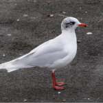 Mediterranean Gull, Southport Marine Lake (Phil Smith)