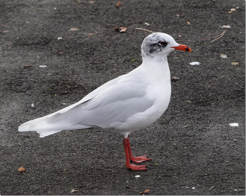 Mediterranean Gull, Southport Marine Lake (Phil Smith)