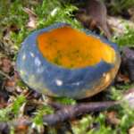 Caloscypha fulgens (Tony Carter)