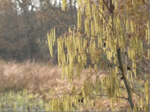 Read more about the article Dr Phil Smith: Wildlife Notes February 2017