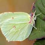 By nottsexminer (Brimstone Butterfly  Uploaded by Fæ) [CC BY-SA 2.0 (http://creativecommons.org/licenses/by-sa/2.0)].