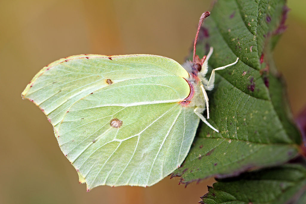 By nottsexminer (Brimstone Butterfly  Uploaded by Fæ) [CC BY-SA 2.0 (http://creativecommons.org/licenses/by-sa/2.0)].