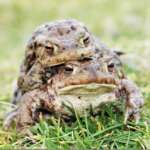 Common Toad (Dr Phil Smith)