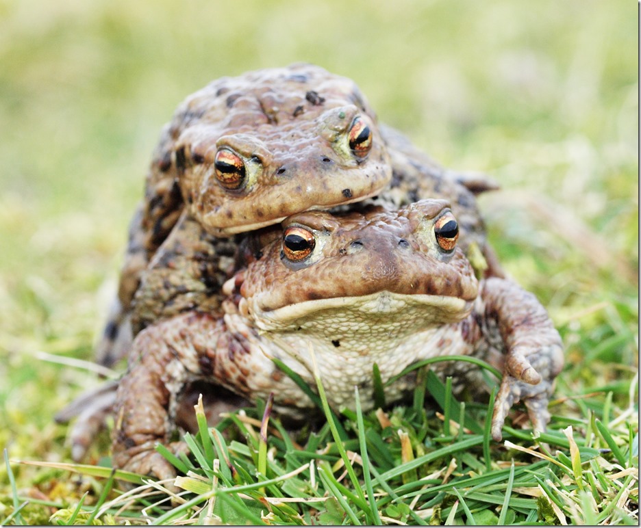 Common Toad (Dr Phil Smith)