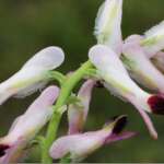Purple Ramping-fumitory (Dr Phil Smith)
