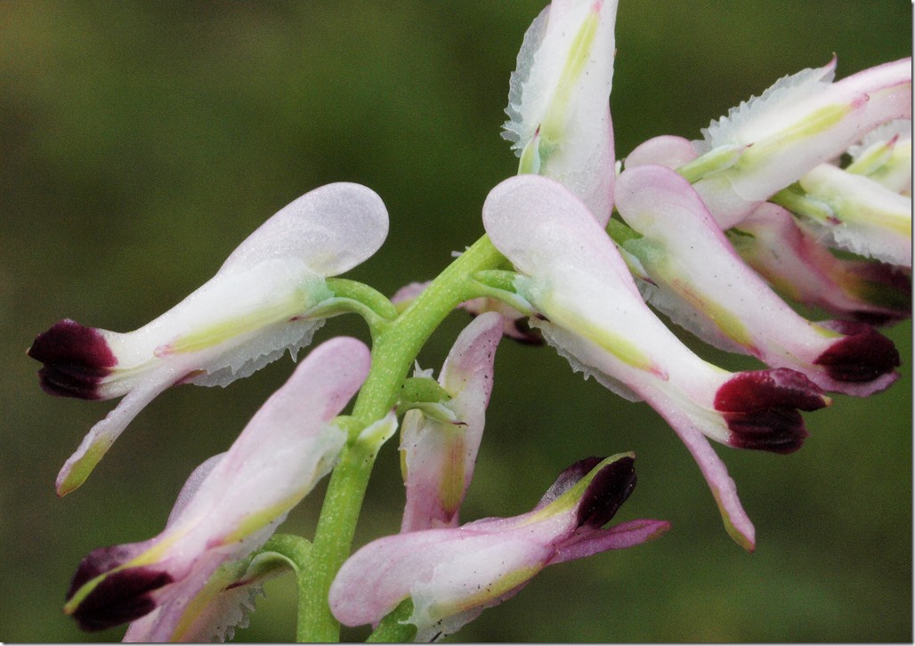 Purple Ramping-fumitory (Dr Phil Smith)