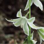 Drooping Star-of-Bethlehem (Dr Phil Smith)