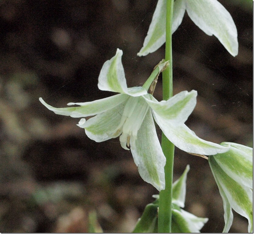 Drooping Star-of-Bethlehem (Dr Phil Smith)