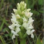 Early Marsh-orchid (Dr Phil Smith)