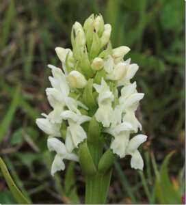 Read more about the article Dr Phil Smith: Wildlife Notes June 2017