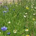 Museum Meadow (Hugh Harris)