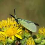 Forester Moth (Dr Phil Smith)