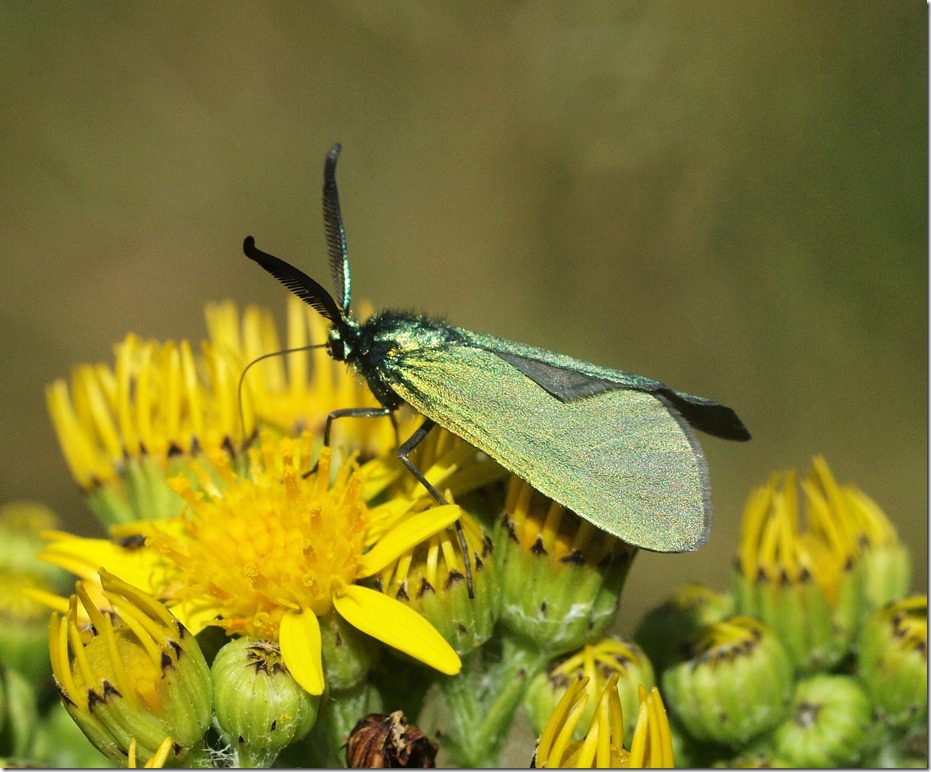 Forester Moth (Dr Phil Smith)