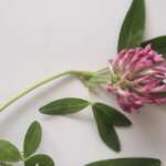 Zig-zag Clover (Rob Duffy)