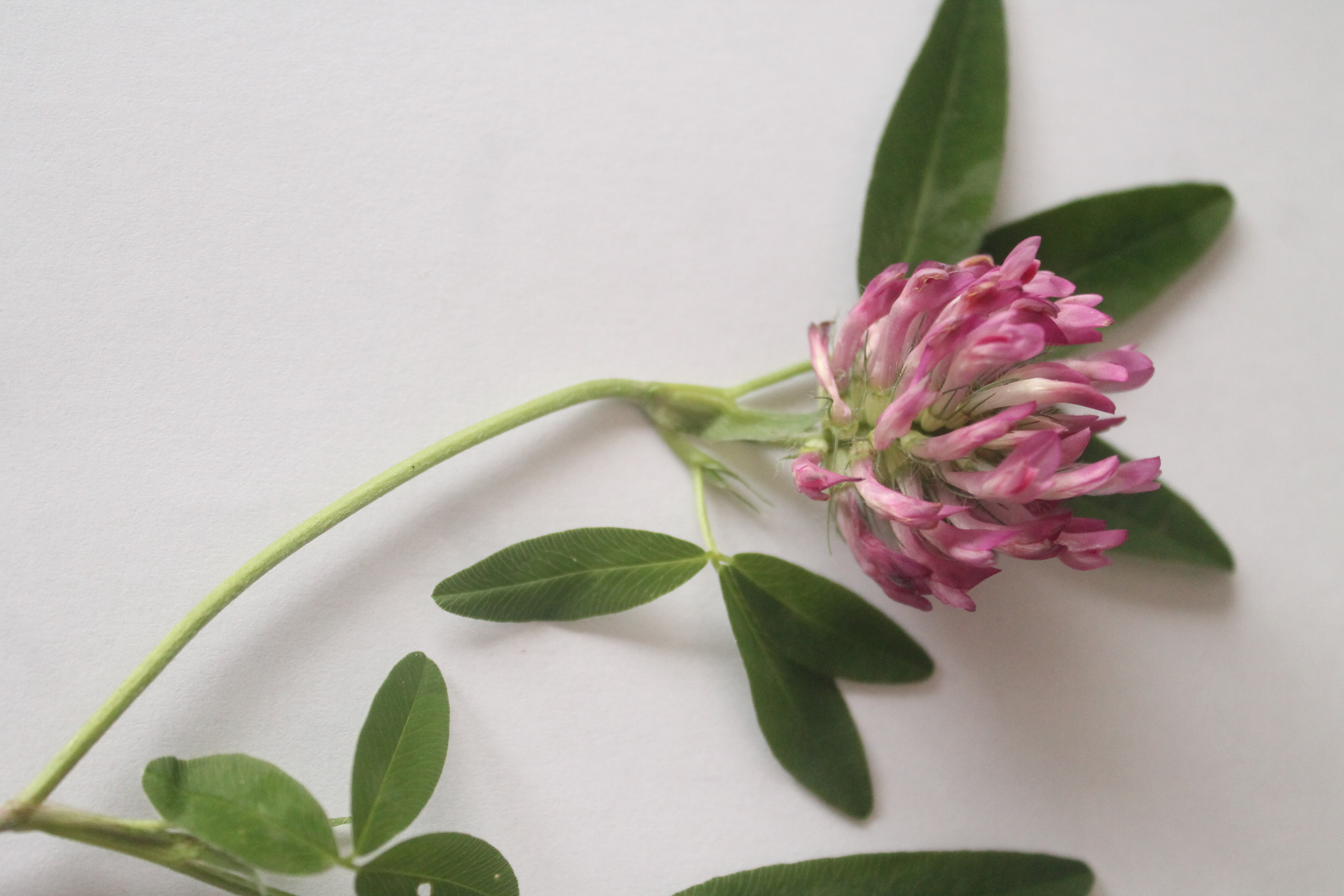 Zig-zag Clover (Rob Duffy)