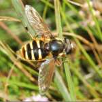 Sericomyia silentis (Phil Smith)