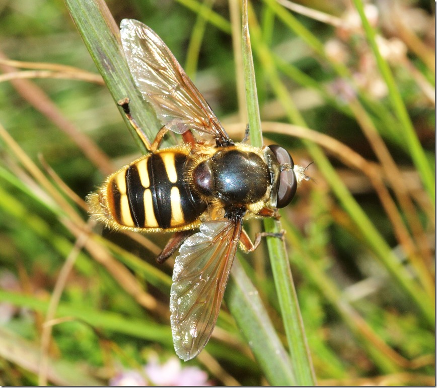 Sericomyia silentis (Phil Smith)