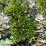White-tipped Bristle-moss (Dr Phil Smith)
