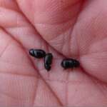 Amoecius brevis (Dr Phil Smith)