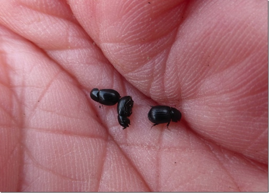 Amoecius brevis (Dr Phil Smith)