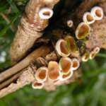 Schizophyllum amplum, Speke Hall (Tony Carter)