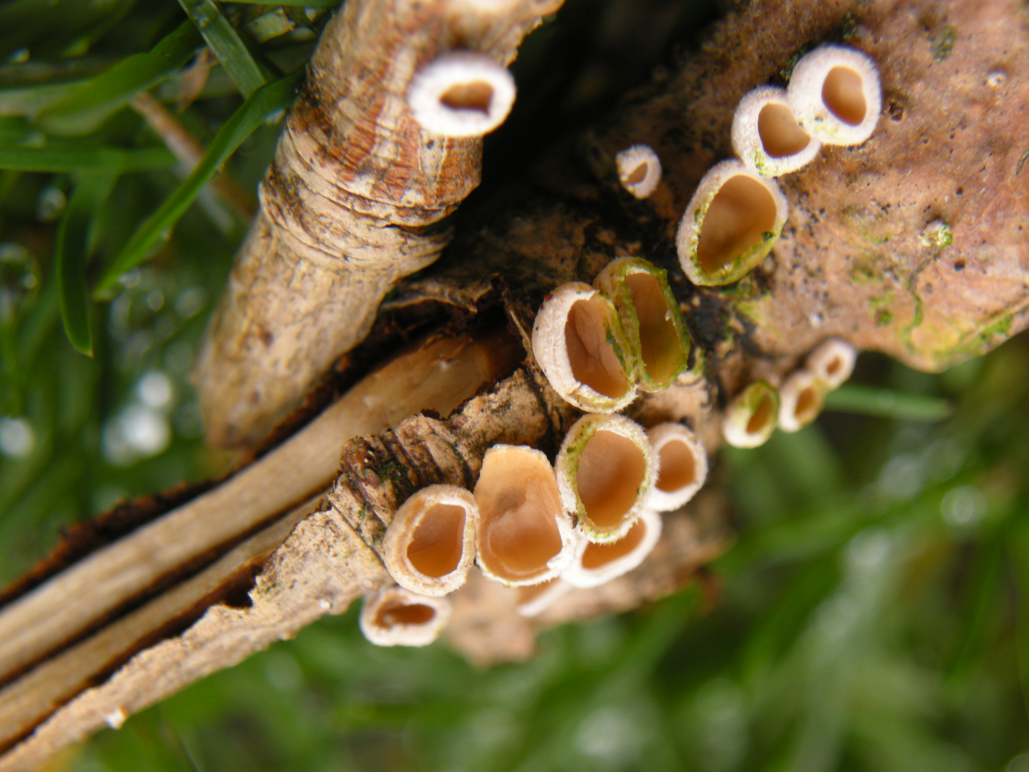 Schizophyllum amplum, Speke Hall (Tony Carter)