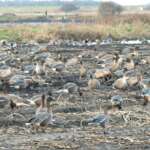 Pink-foot Goose (Dr Phil Smith)