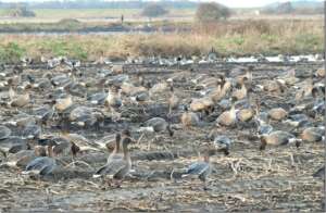 Read more about the article Dr Phil Smith: Wildlife Notes January 2018