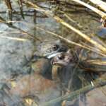 Frogs at Court Hey Park (Ben Deed)