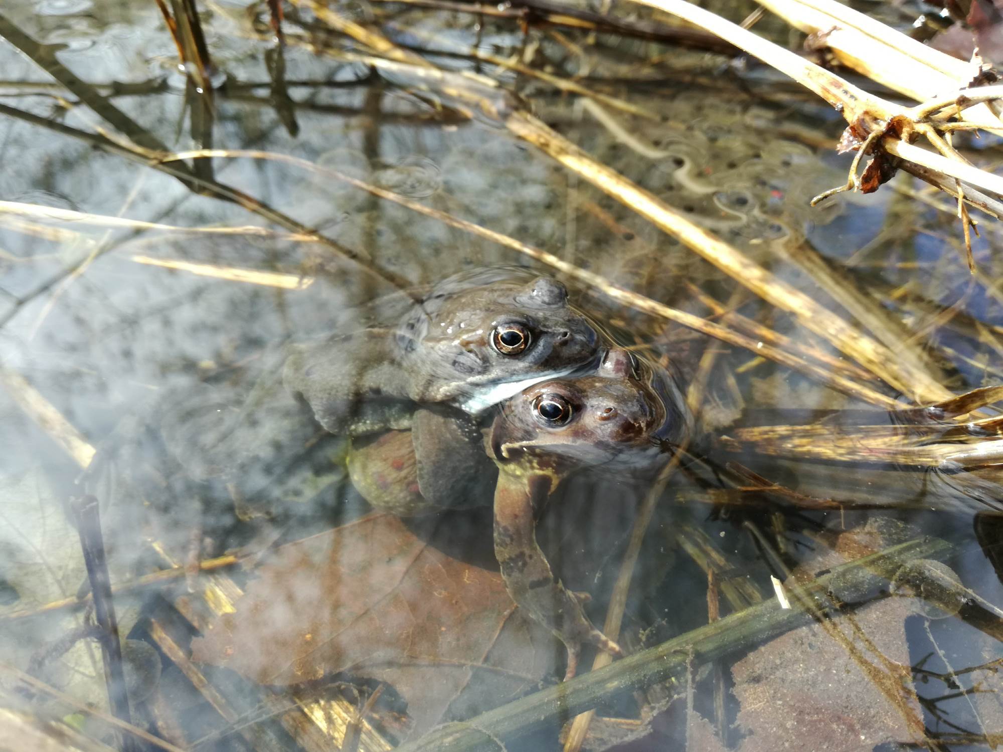 Frogs at Court Hey Park (Ben Deed)