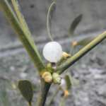 Mistletoe, West Derby (Rob Duffy)