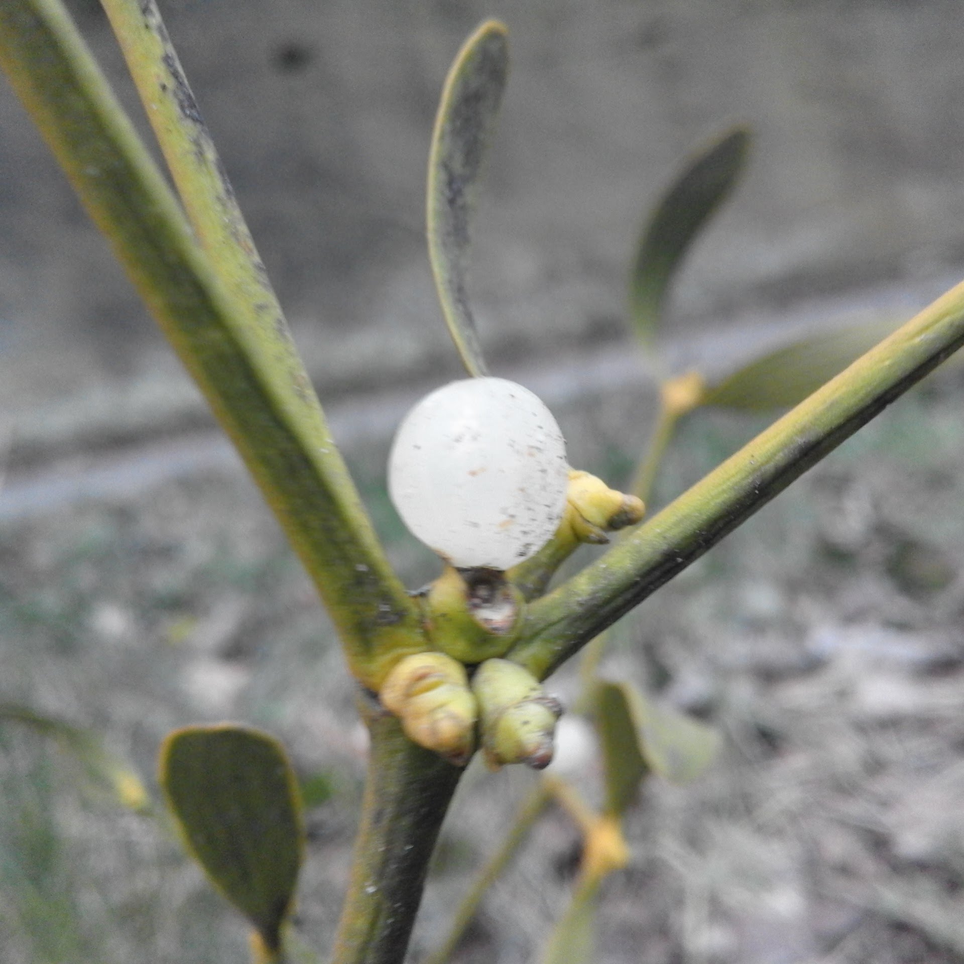 Mistletoe, West Derby (Rob Duffy)