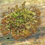 Metzgeria fruticulosa (Dr Phil Smith)