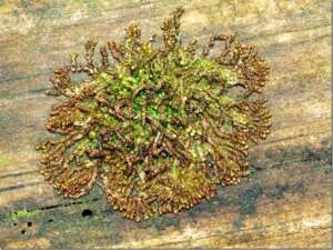 Read more about the article Dr Phil Smith: Wildlife Notes February 2018