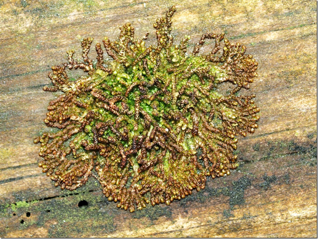 Metzgeria fruticulosa (Dr Phil Smith)