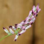 Fumaria purpurea (Dr Phil Smith)