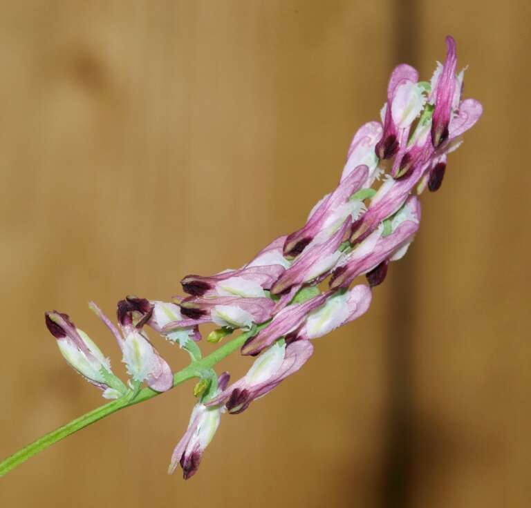 Read more about the article Jim Pearson: The Purple Fumitory